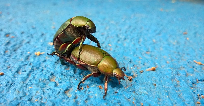 Second-Hand Automobiles: The Professionals and Cons of Shopping for One